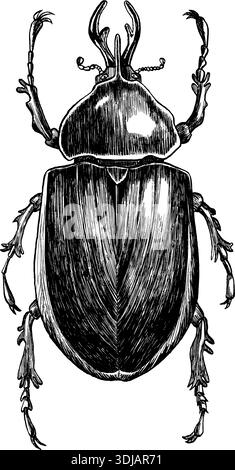 Coléoptère du rhinocéros illustration détaillée d'art au trait noir et blanc sur un fond blanc. Illustration vectorielle gravée de coléoptère rhinocéros. Pour étude Illustration de Vecteur
