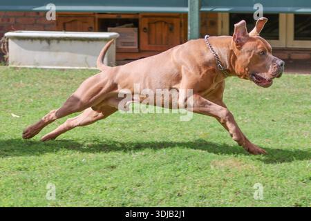 Grand chien brun de type Bandog courant à pleine vitesse en extérieur, muscles étendus et oreilles vives, capturé à mi-foulée à la lumière naturelle Banque D'Images