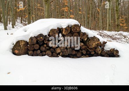 Un tas de bûches coupées empilées sous la neige fraîche dans une forêt tranquille. Cette scène hivernale évoque le bois de chauffage, la vie rurale et la beauté calme de la nature. Banque D'Images