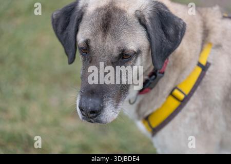 Portrait d'un beau mélange de Kangal en haute qualité avec de nombreux détails - Shelter Dog animal Rescue Banque D'Images