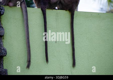 Une photographie en gros plan mettant en évidence la queue de trois singes assis ensemble sur un mur. L'image met en évidence la texture, les motifs naturels et la faune Banque D'Images
