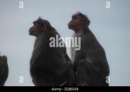 Deux singes assis dos à dos sur un mur, capturés dans une silhouette minimaliste et douce. L'image met en évidence le comportement de la faune, la compagnie, un Banque D'Images