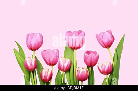 De délicates tulipes roses avec des feuilles vertes fraîches sont disposées sur un fond rose pastel, créant une composition florale douce et élégante. Parfait fo Banque D'Images