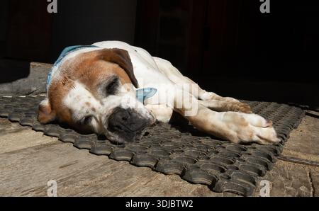 Bulldog anglais couché au soleil sur une ferme Banque D'Images