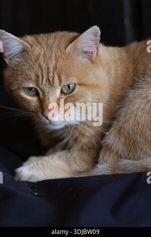 Ginger Farm Cat se prélassant dans un stand de chevaux traditionnel Banque D'Images