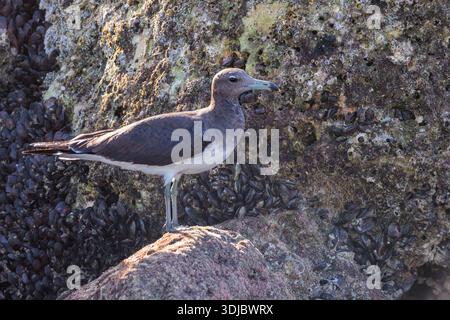 Gros plan horizontal d'une mouette sooty perchée sur des rochers accidentés et sombres lourdement colonisés par des moules et des bernacles, illuminés par la lumière chaude du soleil. Le Banque D'Images