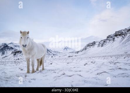 Majestueux cheval blanc dans un paysage montagneux enneigé Banque D'Images