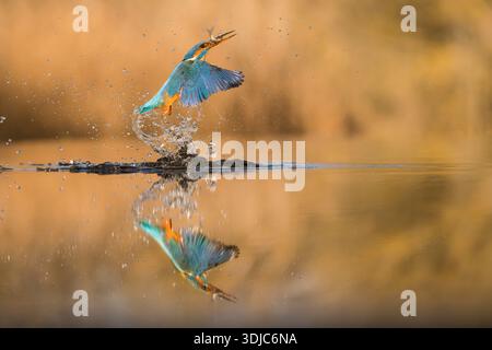 Kingfisher, Alcedo atthis, attraper un poisson, avec réflexion dans l'eau, Hongrie Banque D'Images