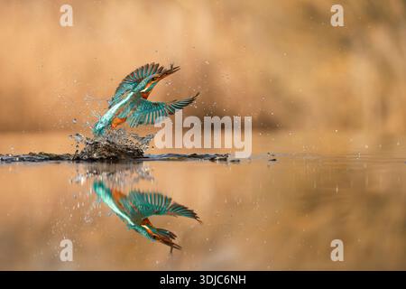 Kingfisher, Alcedo atthis, attraper un poisson, avec réflexion dans l'eau, Hongrie Banque D'Images