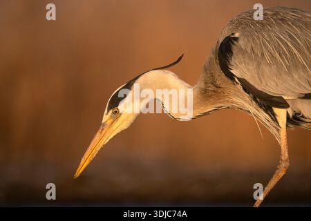Grey Heron, Ardea cinerea, Hongrie Banque D'Images