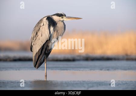 Grey Heron, Ardea cinerea, Hongrie Banque D'Images