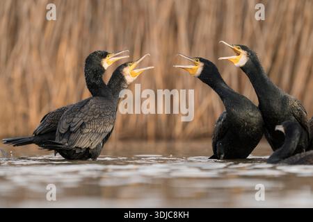 Cormorans, Phalacrocorax carbo, bec ouvert, Hongrie Banque D'Images
