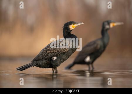 Cormorant, Phalacrocorax carbo, Hongrie Banque D'Images