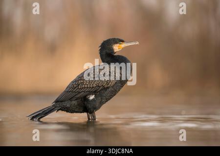 Cormorant, Phalacrocorax carbo, Hongrie Banque D'Images