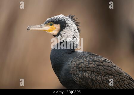 Cormoran, Phalacrocorax carbo, en plumage d'élevage, Hongrie Banque D'Images