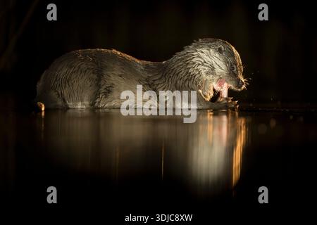 Loutre eurasienne, Lutra lutra, manger un poisson la nuit, Hongrie Banque D'Images