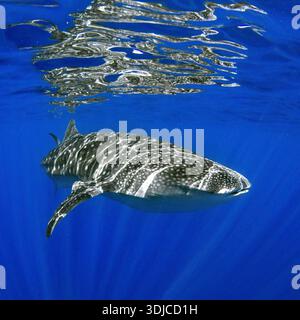 Gros plan d'un requin-baleine (Rhincodon typus) nageant à la surface de l'océan Pacifique, Hawaï, États-Unis Banque D'Images