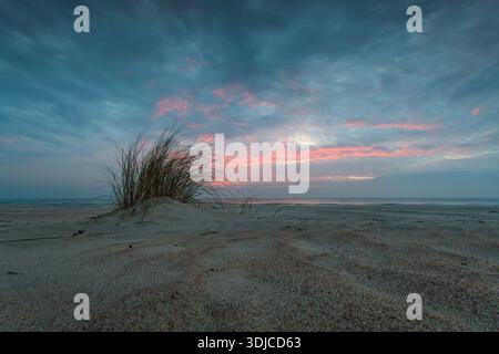 Longue herbe poussant sur une plage de sable près de la flèche de Curonian au coucher du soleil, Lituanie Banque D'Images