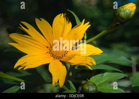 Une photographie en gros plan capture une petite abeille perchée sur les pétales jaunes vifs et le disque central d'une fleur en fleurs. L'éclairage est naturel et bri Banque D'Images