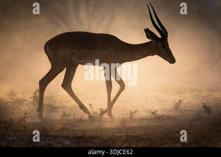 Impala (Aepyceros melampus), Shompole, Kenya Banque D'Images