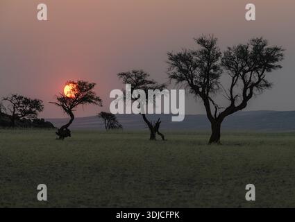 Coucher de soleil sur les arbres dans le désert à Sesriem, désert du Namib, Namibie, Afrique Banque D'Images
