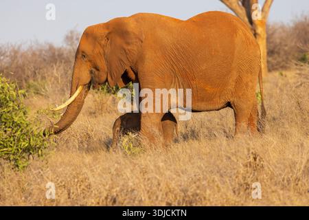Éléphant d'Afrique (Loxodonta africana) vache et veau dans le parc national de Tsavo East, Kenya Banque D'Images