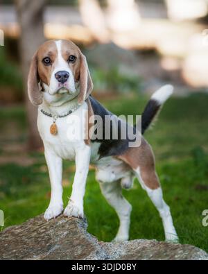 Beagle debout sur un rocher pour un portrait en plein air avec éclairage naturel Banque D'Images