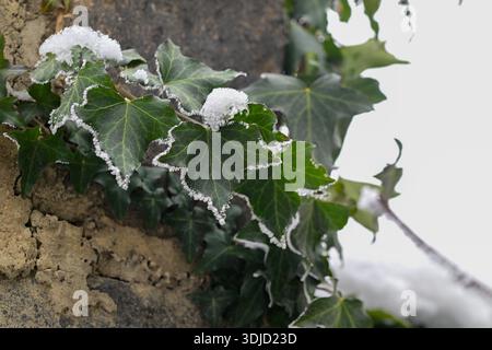 Une branche de lierre couverte de neige. La neige recouvre les feuilles et les branches du lierre Banque D'Images