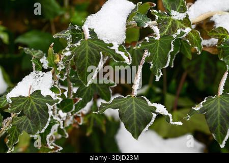 Une branche de lierre couverte de neige. La neige recouvre les feuilles et les branches du lierre Banque D'Images