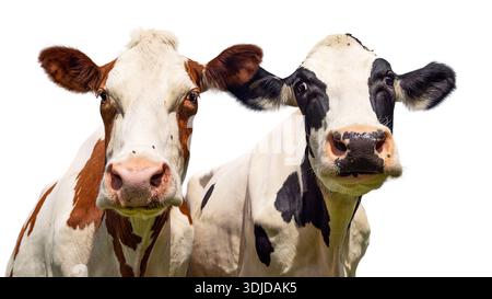 Deux vaches découpées, têtes de vache rapprochées sur blanc, plan studio, couleurs diverses, têtes isolées côte à côte Banque D'Images
