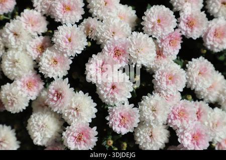 Un amas de fleurs de chrysanthème roses et blanches. Banque D'Images