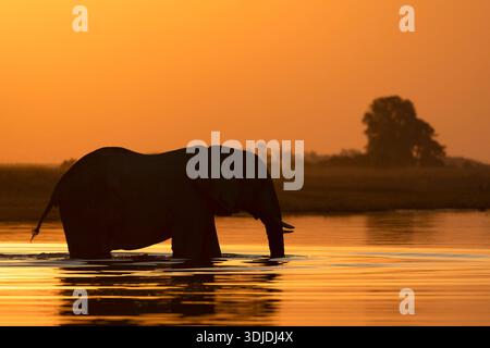 Éléphant (Loxodonta africana) au coucher du soleil, parc national de Chobe, Botswana Banque D'Images