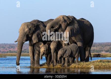 Éléphants (Loxodonta africana) buvant, parc national de Chobe, Botswana Banque D'Images