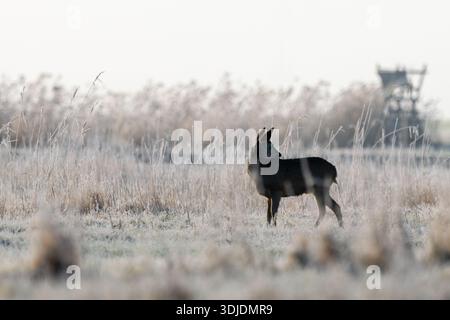 Cerf roé debout sur un pré d'hiver glacial dans un paysage naturel calme. L'animal sauvage européen indigène (Capreolus capreolus) semble alerte pendant l'âge Banque D'Images