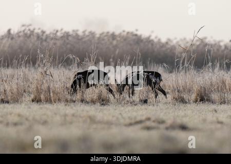 Cerf roé debout sur un pré d'hiver glacial dans un paysage naturel calme. L'animal sauvage européen indigène (Capreolus capreolus) semble alerte pendant l'âge Banque D'Images