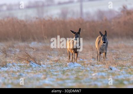 Cerf roé debout sur un pré d'hiver glacial dans un paysage naturel calme. L'animal sauvage européen indigène (Capreolus capreolus) semble alerte pendant l'âge Banque D'Images
