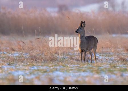 Cerf roé debout sur un pré d'hiver glacial dans un paysage naturel calme. L'animal sauvage européen indigène (Capreolus capreolus) semble alerte pendant l'âge Banque D'Images