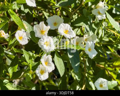 Plante Solanum rantonnetii, fleurs blanches avec étamines jaunes, feuilles vert vif vue en gros plan. Pomme de terre, White Charles ou Lycianthes rantonnetii Banque D'Images