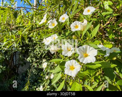 Plante Solanum rantonnetii, fleurs blanches avec étamines jaunes, feuilles vert vif vue en gros plan. Pomme de terre, White Charles ou Lycianthes rantonnetii Banque D'Images