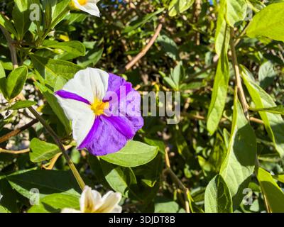 Gros plan d'une fleur bleue violette et blanche de Solanum rantonnetii parmi les feuilles vertes, le buisson de pommes de terre ou la plante Lycianthes rantonnetii Banque D'Images