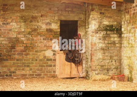 L'intérieur d'un confortable, solide, grand, brique construit, cheval stable, montrant la selle et le tack accroché sur la porte intérieure Banque D'Images