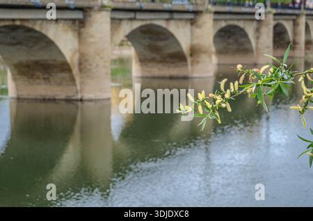 Vue du Puente de Piedra (Pont de pierre, aussi appelé Puente de San Juan de Ortega) traversant la rivière Ebre à Logrono, la Rioja, Espagne ; reconstruit en Banque D'Images