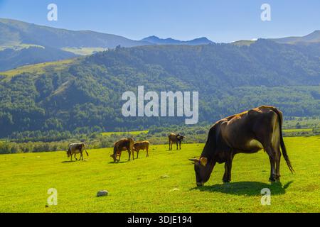 Plusieurs vaches paissent paisiblement dans une prairie verdoyante entourée de collines et de montagnes. Le ciel bleu clair améliore le paysage rural serein. Banque D'Images