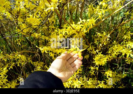 Main présentant une seule fleur de forsythia. Illustre le moment d'appréciation des plantes, les thèmes d'éveil saisonnier et la pratique de pleine conscience axée sur la nature. Banque D'Images