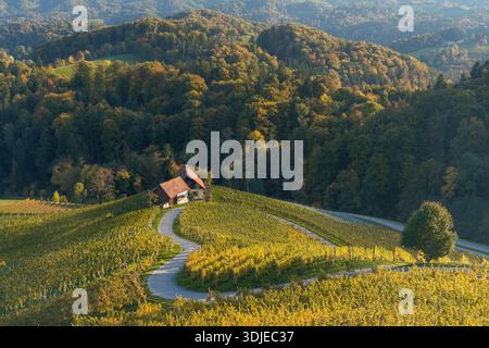 Vue aérienne d'une route sinueuse serpente à travers des vignobles dorés menant à une maison pittoresque nichée au milieu des collines, Zgornja Kungota, Pesnica, Sloven Banque D'Images