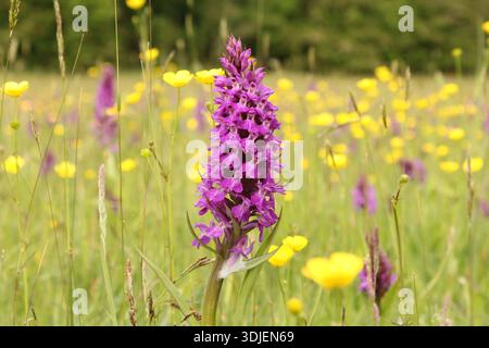 une belle grande orchidée sauvage en gros plan dans une prairie fleurie avec des papillons jaunes et des hochets et des orchidées au printemps Banque D'Images