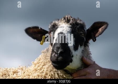 Exposition de moutons au Westmorland Show, Cumbria, 2025. Banque D'Images