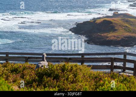 Un oiseau de mer repose sur un arbuste vert, contemplant les vagues bleu étincelantes de l'océan qui se brisent contre la rive sombre et rocheuse et les collines côtières ondulantes. Banque D'Images