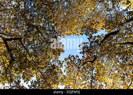 Auvent de feuilles dorées cadres vue panoramique sur le ciel d'automne Banque D'Images