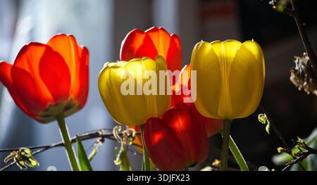Un gros plan de tulipes vibrantes, avec des pétales jaunes et rouges vifs, légèrement éclairées par la lumière du soleil, montrant des textures délicates. Banque D'Images